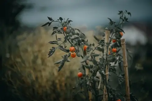 Tomato growing fields